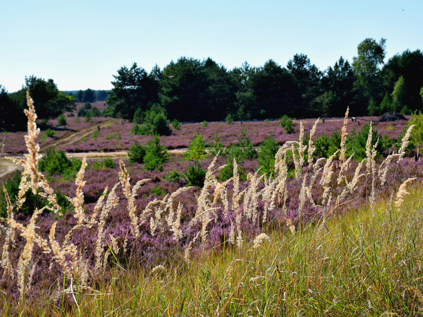 Ruppiner Heide