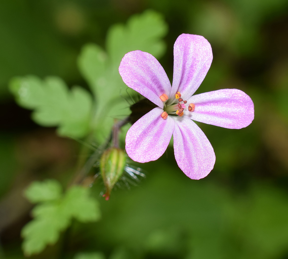 Rupprechtskraut ( Geranium robertianum)