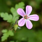 Rupprechtskraut ( Geranium robertianum)