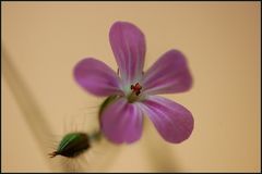 Ruprechtskraut (Geranium robertianum)