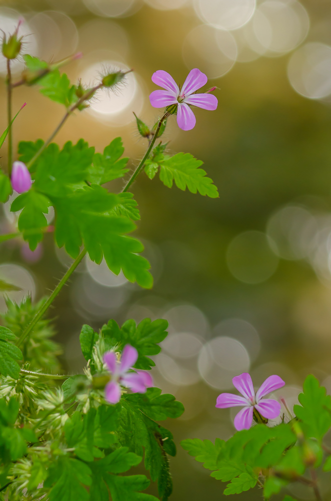 Ruprechtskraut geranium robertianum