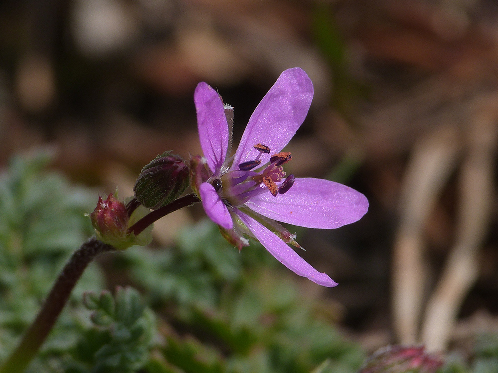 Ruprechtskraut (Geranium robertianum)