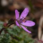 Ruprechtskraut (Geranium robertianum)