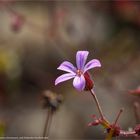 Ruprechtskraut (Geranium robertianum), auch Stinkender Storchschnabel