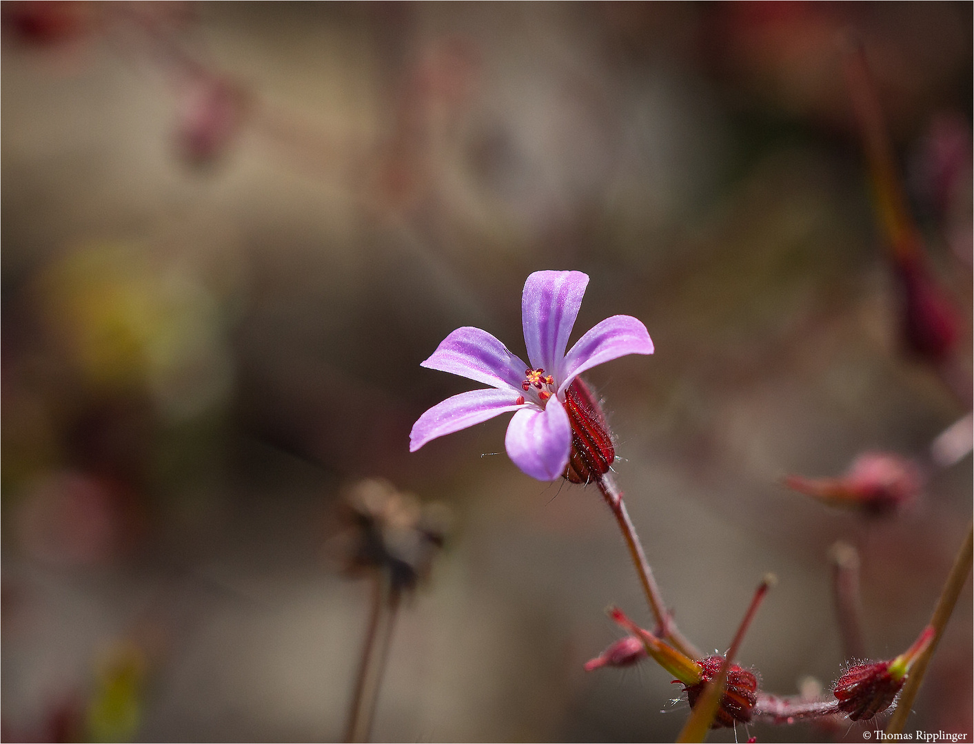 Ruprechtskraut (Geranium robertianum), auch Stinkender Storchschnabel