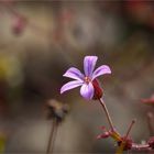 Ruprechtskraut (Geranium robertianum), auch Stinkender Storchschnabel