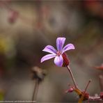 Ruprechtskraut (Geranium robertianum), auch Stinkender Storchschnabel