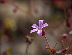 Ruprechtskraut (Geranium robertianum), auch Stinkender Storchschnabel