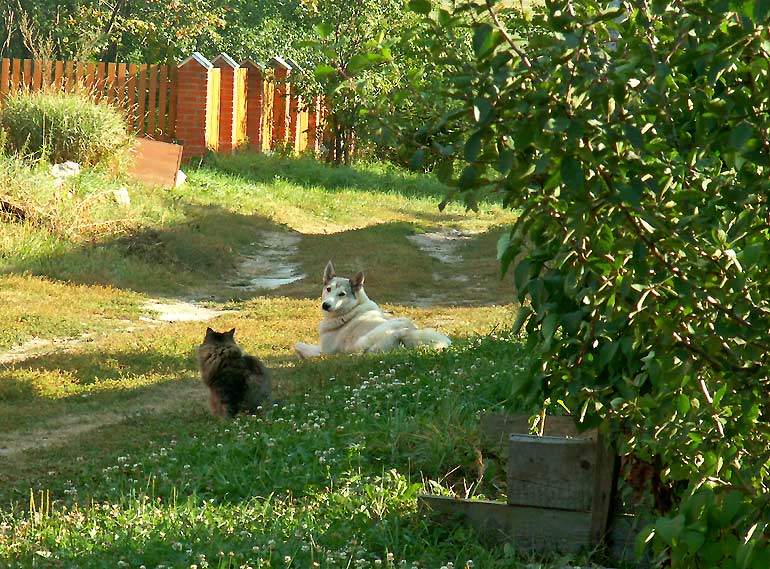 Rural glamour... Cat and Dog