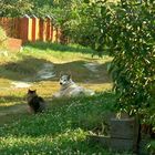 Rural glamour... Cat and Dog