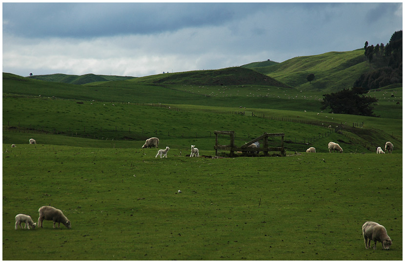 rural New Zealand