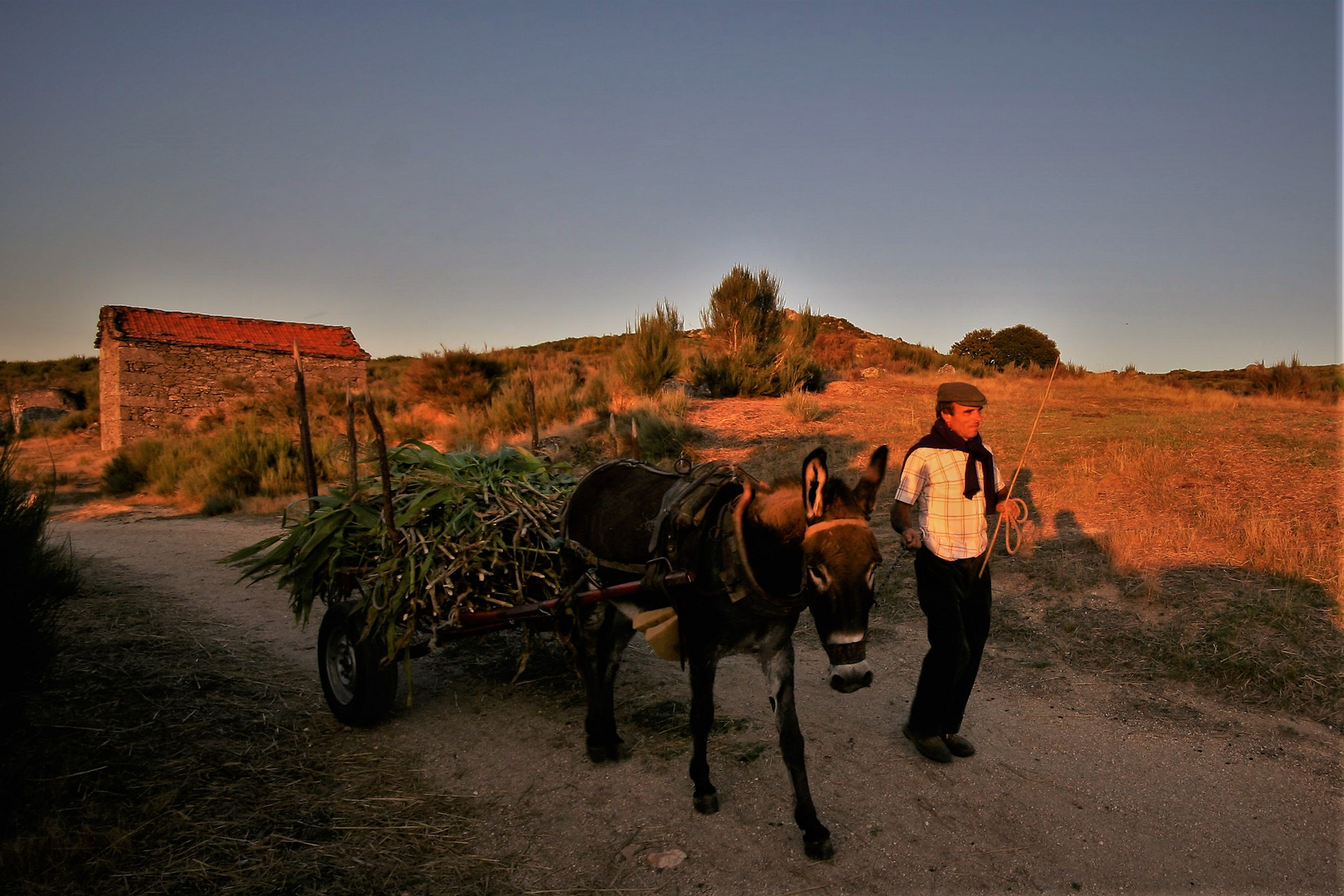 Rural scene  1