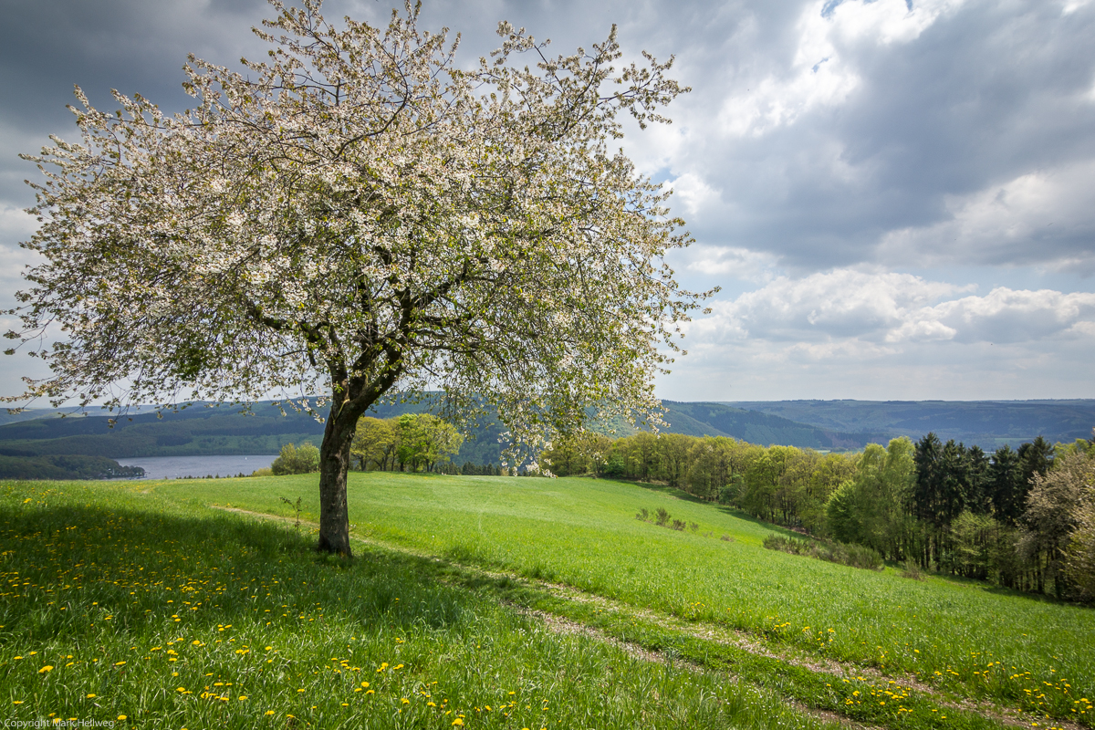 Rurseeblick - Eifel