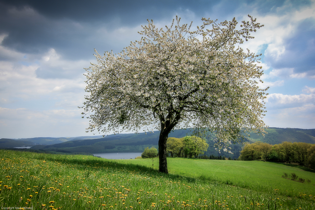 Rurseeblick - Eifel - zweite Ansicht