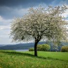 Rurseeblick - Eifel - zweite Ansicht