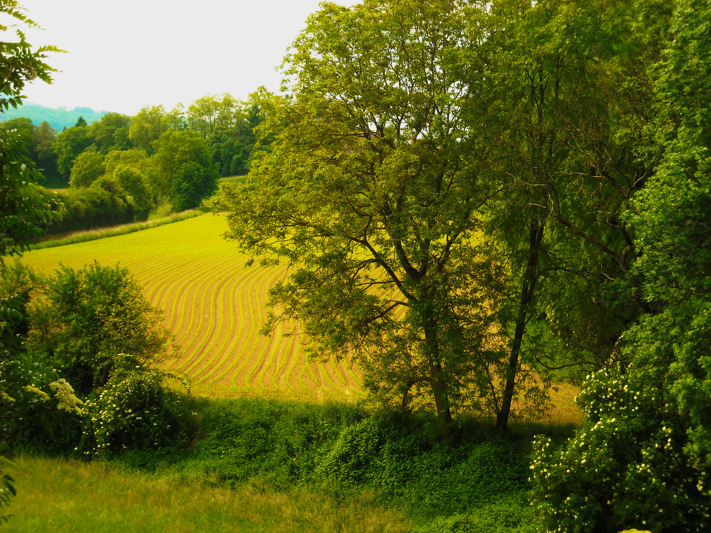 Ruschgraben im Sommer 10