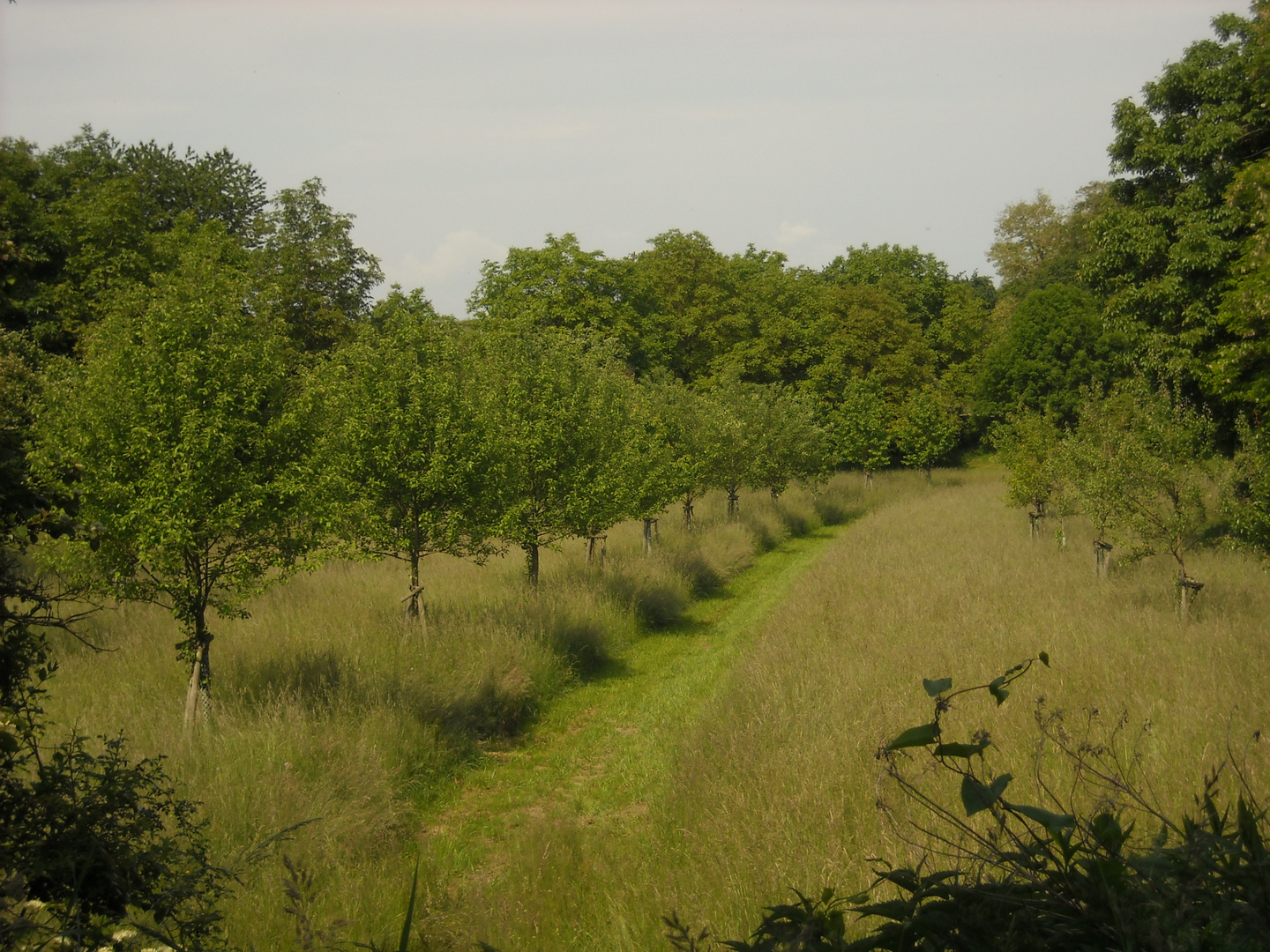 Ruschgraben im Sommer 4