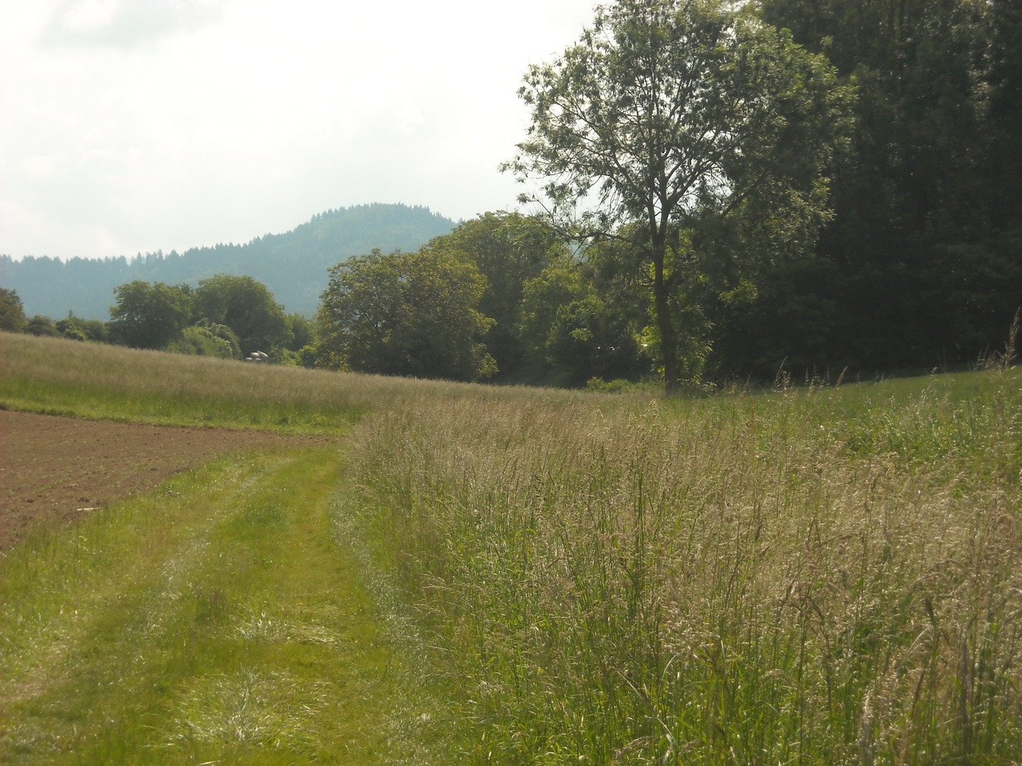 Ruschgraben im Sommer 5