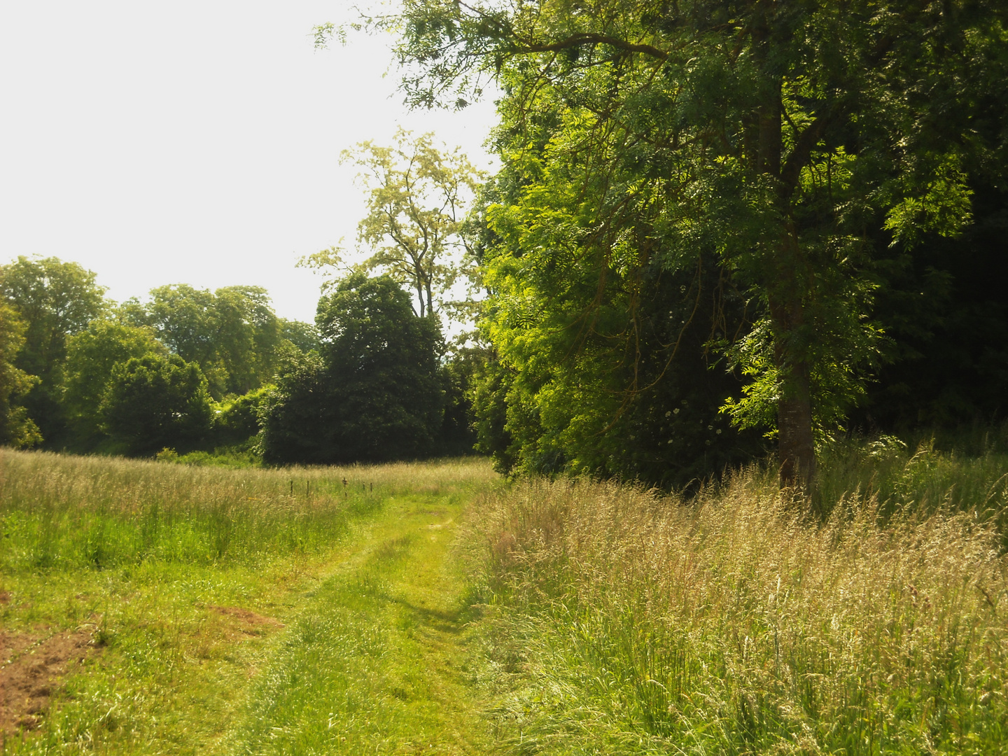 Ruschgraben im Sommer 7