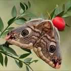 Ruscus aculeatus con ospite