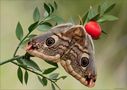 Ruscus aculeatus con ospite by Sergio Storai 