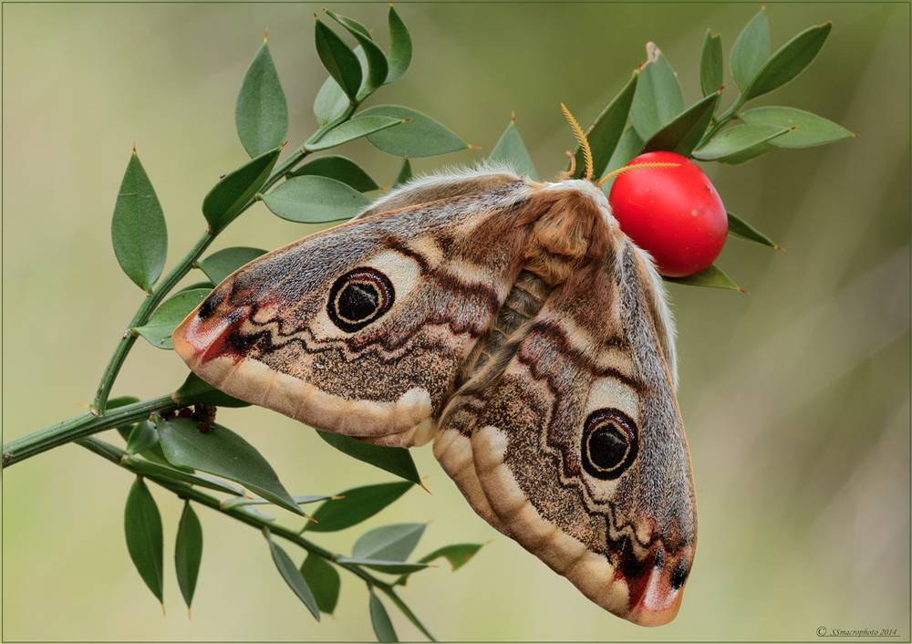 Ruscus aculeatus con ospite