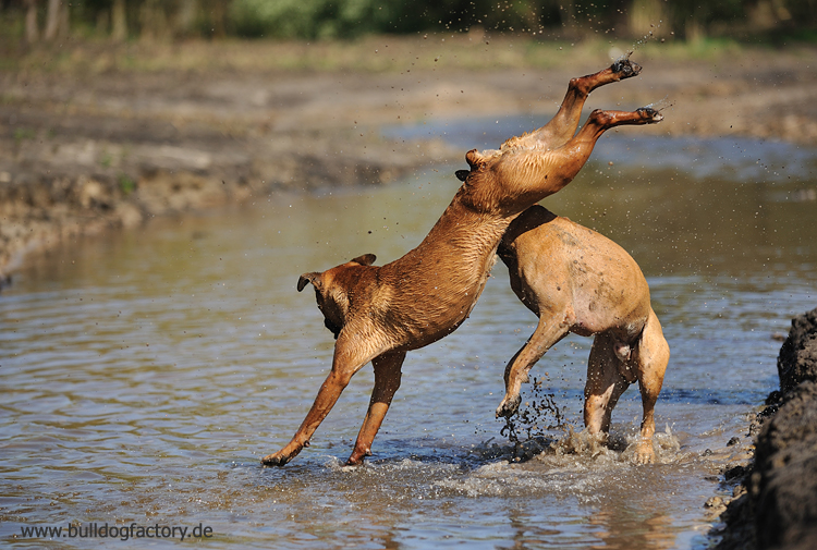 Rush Hour am Wasser ..... 2