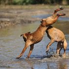 Rush Hour am Wasser ..... 2