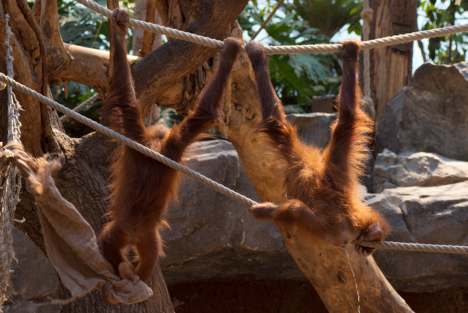 Rush Hour auf dem Orang-Utan-WC