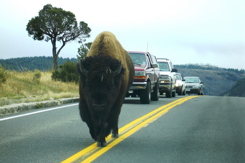 Rush Hour im Yellowstone National Park