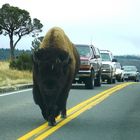 Rush Hour im Yellowstone National Park