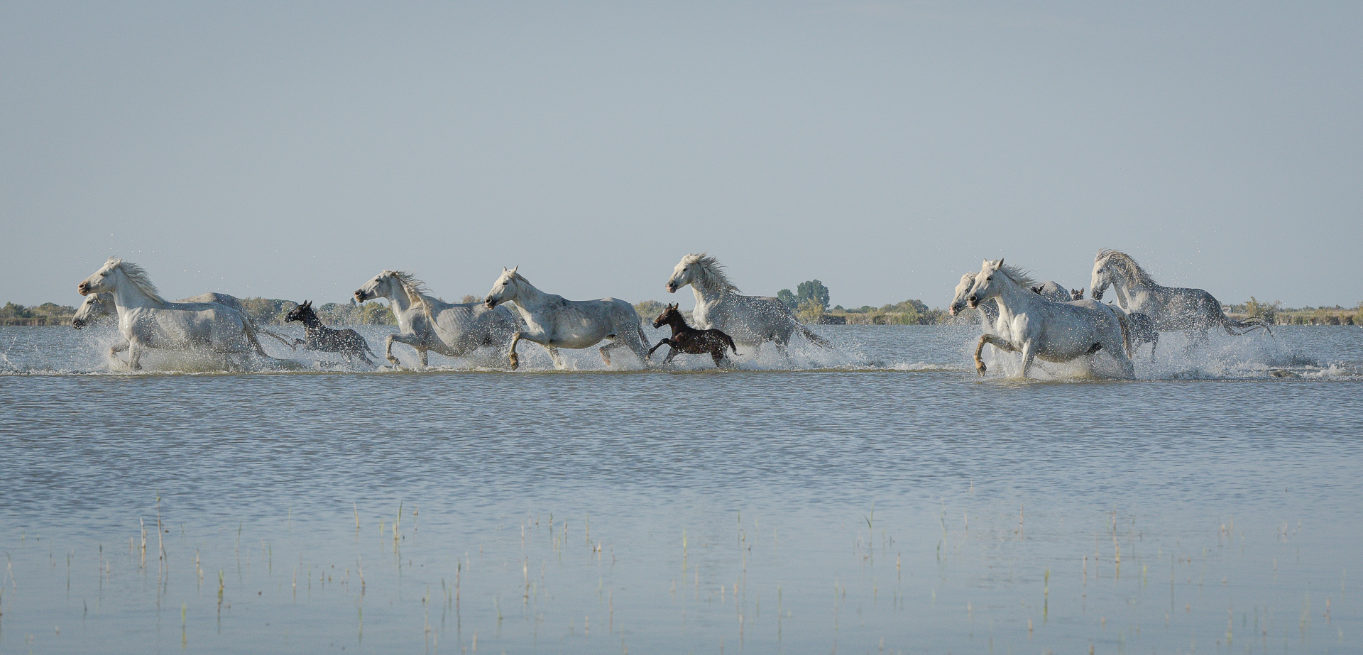 Rush Hour in Camargue