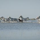 Rush Hour in Camargue