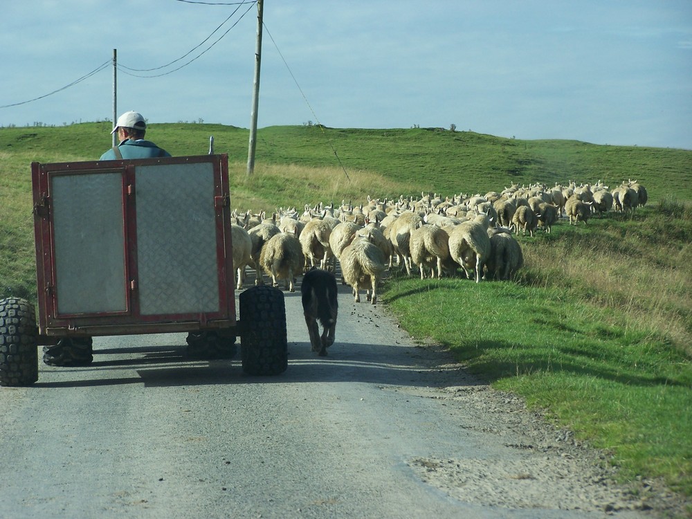 Rush Hour in den Scottish Borders