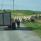 Rush Hour in den Scottish Borders