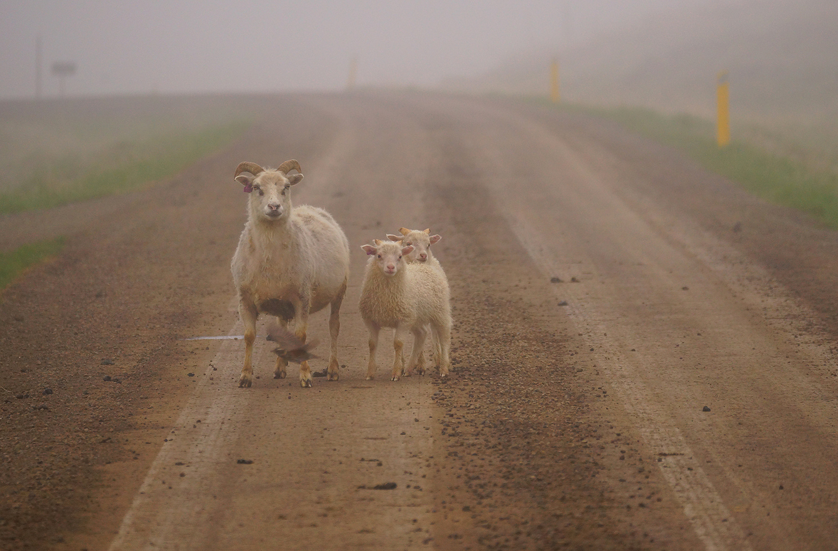 rush-hour in Iceland