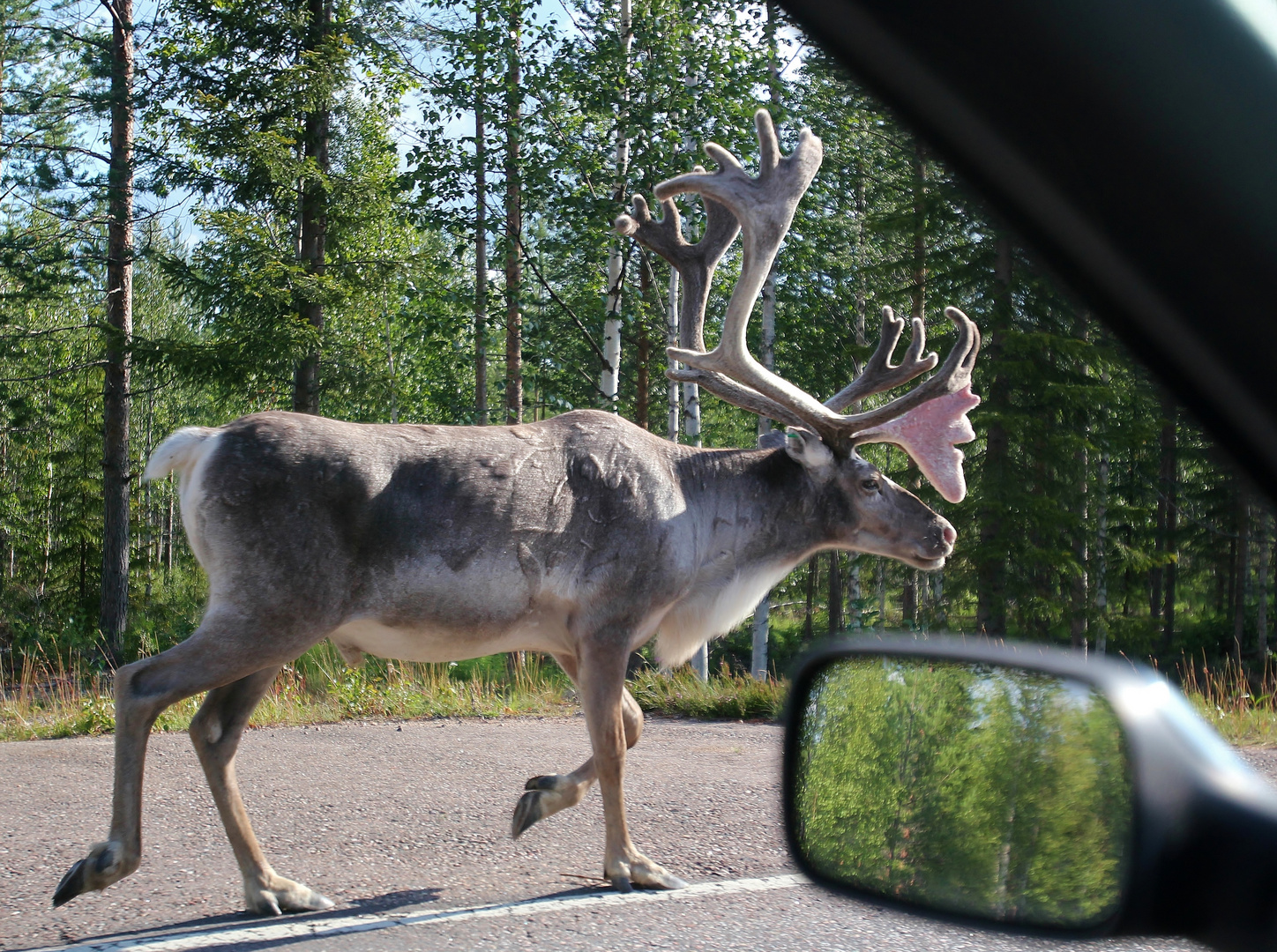 Rush Hour in Lappland
