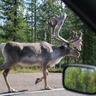 Rush Hour in Lappland