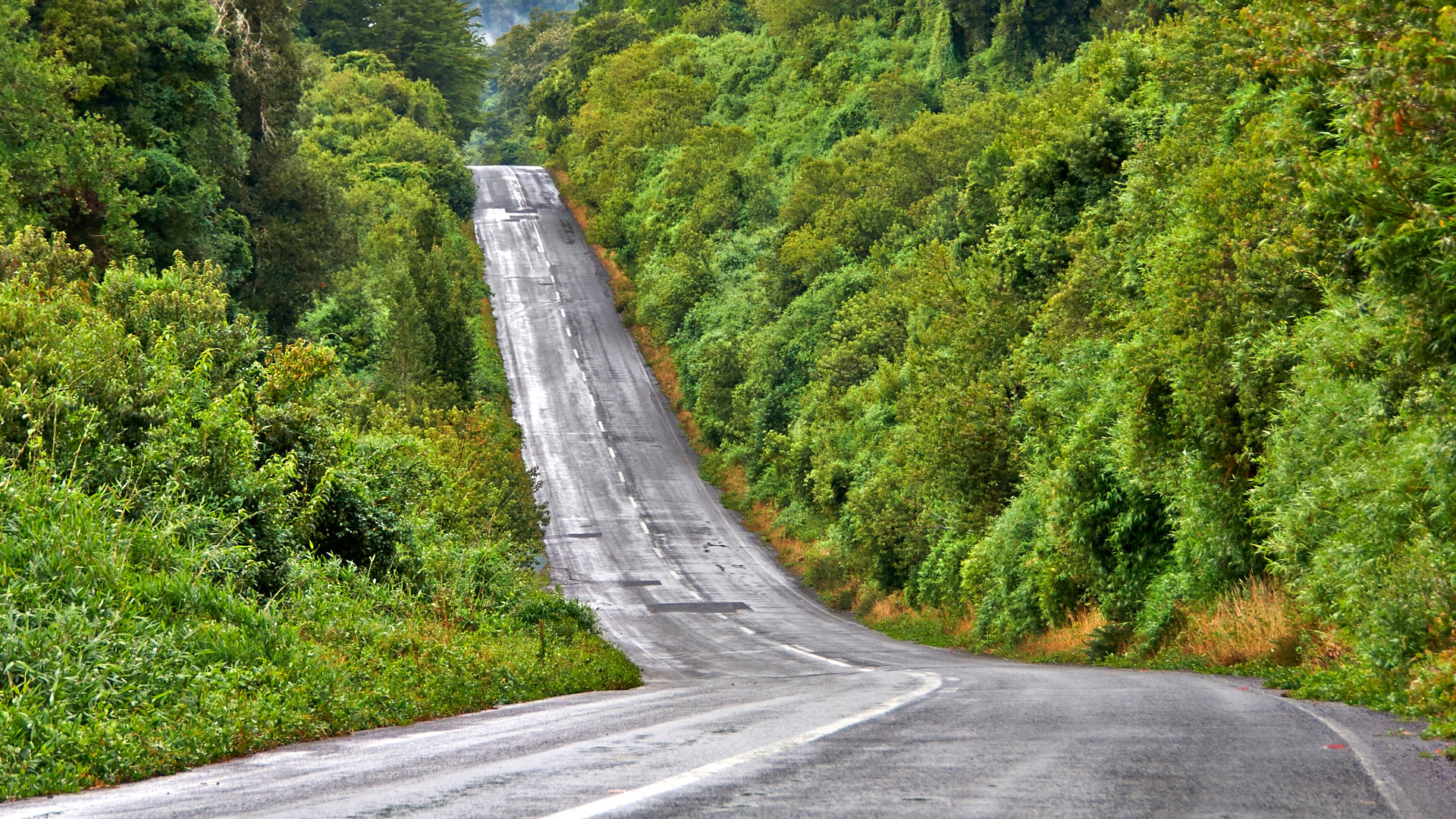 rush hour on jungle highway