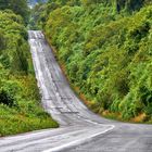 rush hour on jungle highway