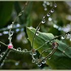 Rush hours auf der Garten-Wicke