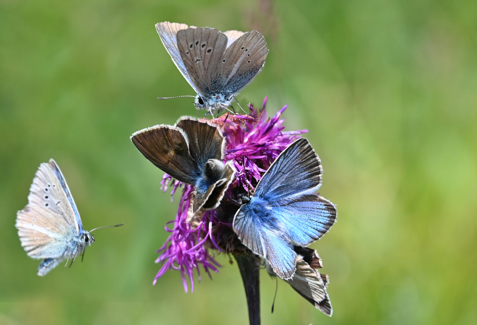 Rushhour Foto & Bild | schmetterling, bläuling, weißdolch-bläuling ...