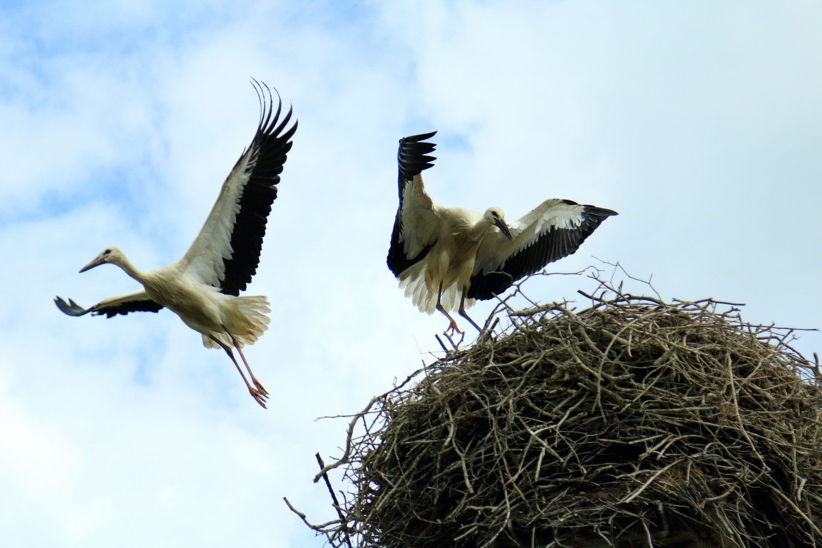 "Rushhour" am Horst