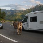 Rushhour in den Pyrenäen