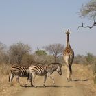 Rushhour mit Zebra-Streifen