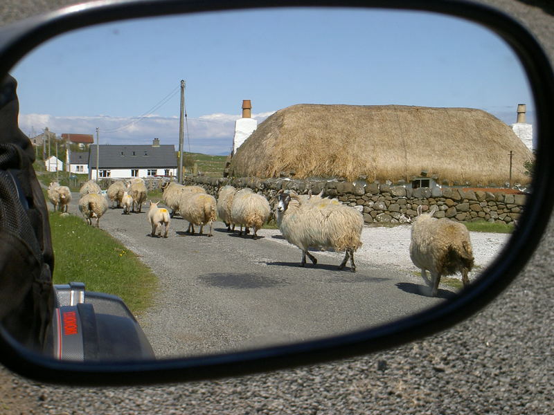 Rushour auf der Insel