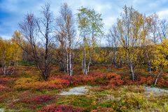 Ruska bei Pulmankijärvi