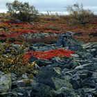 Ruska im Fulufjäll