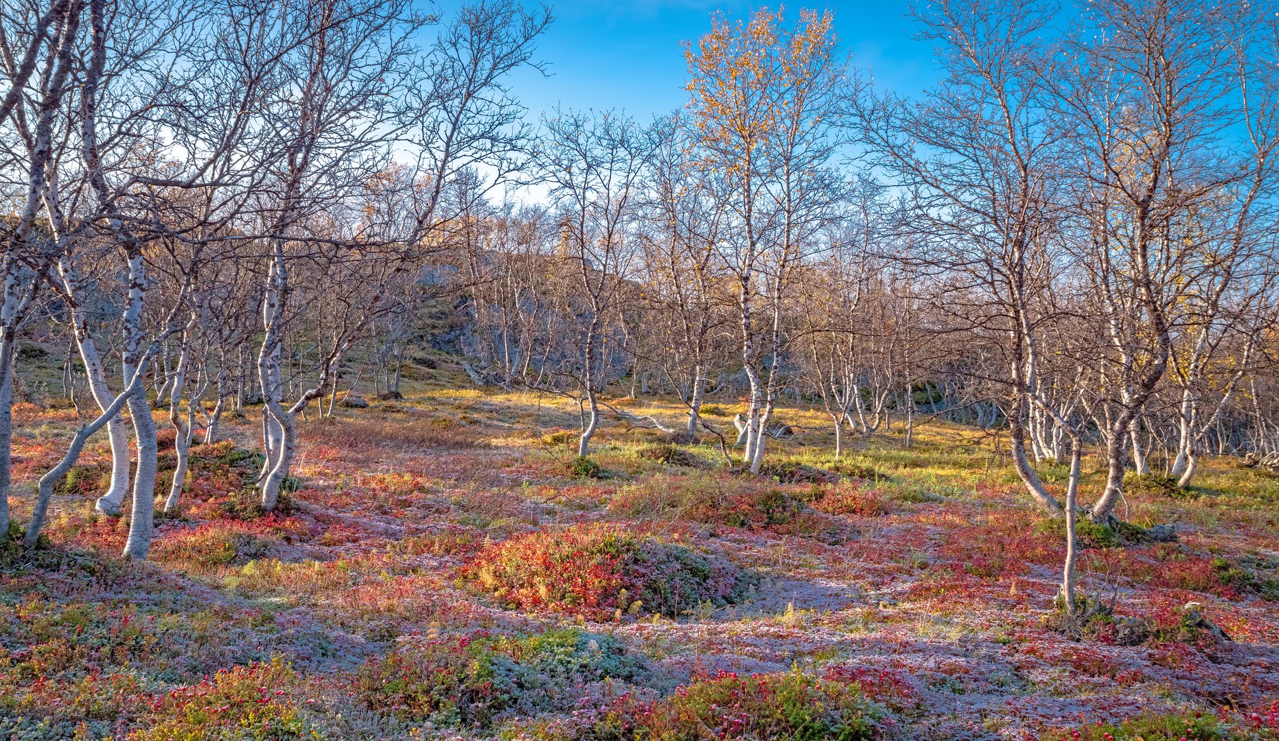 Ruska-Zeit im Birkenwald