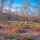 Ruska-Zeit im Birkenwald